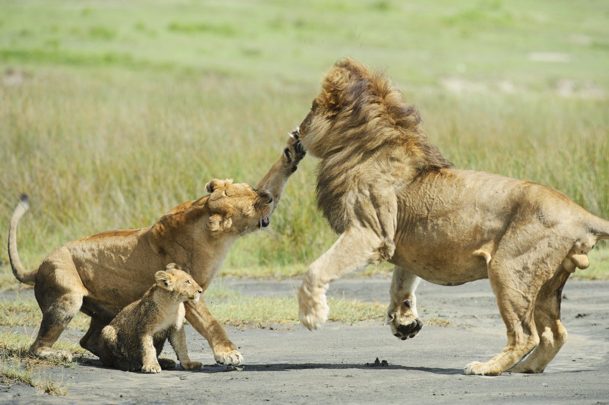 Mountain Lions