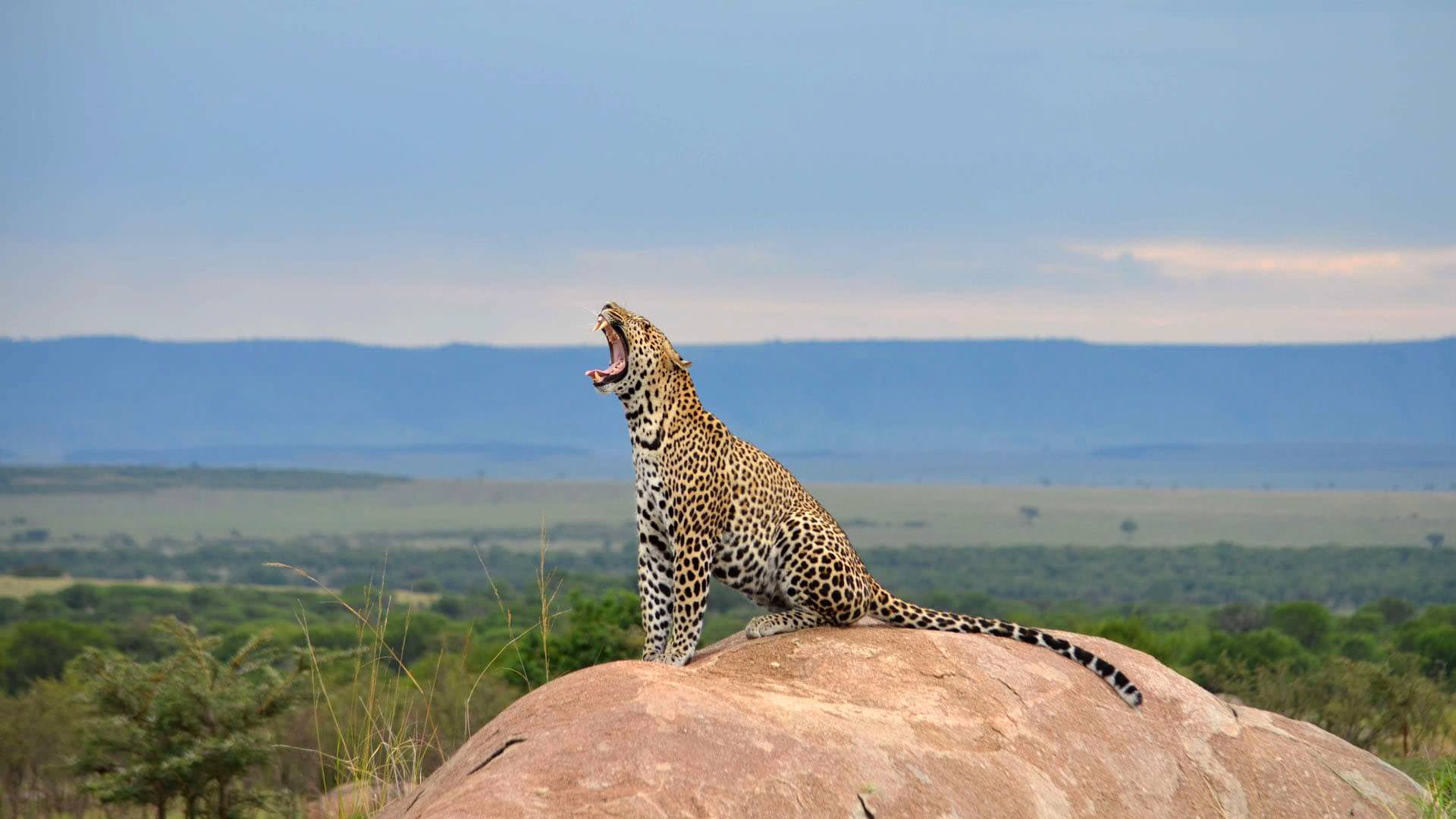 10 jours de safari en Tanzanie